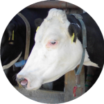 Bovino