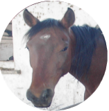cavallo