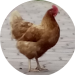 gallina