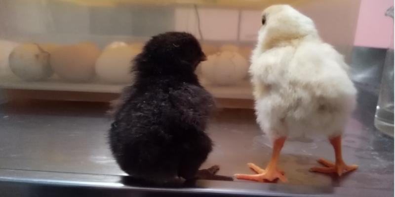 Mangime Broiler