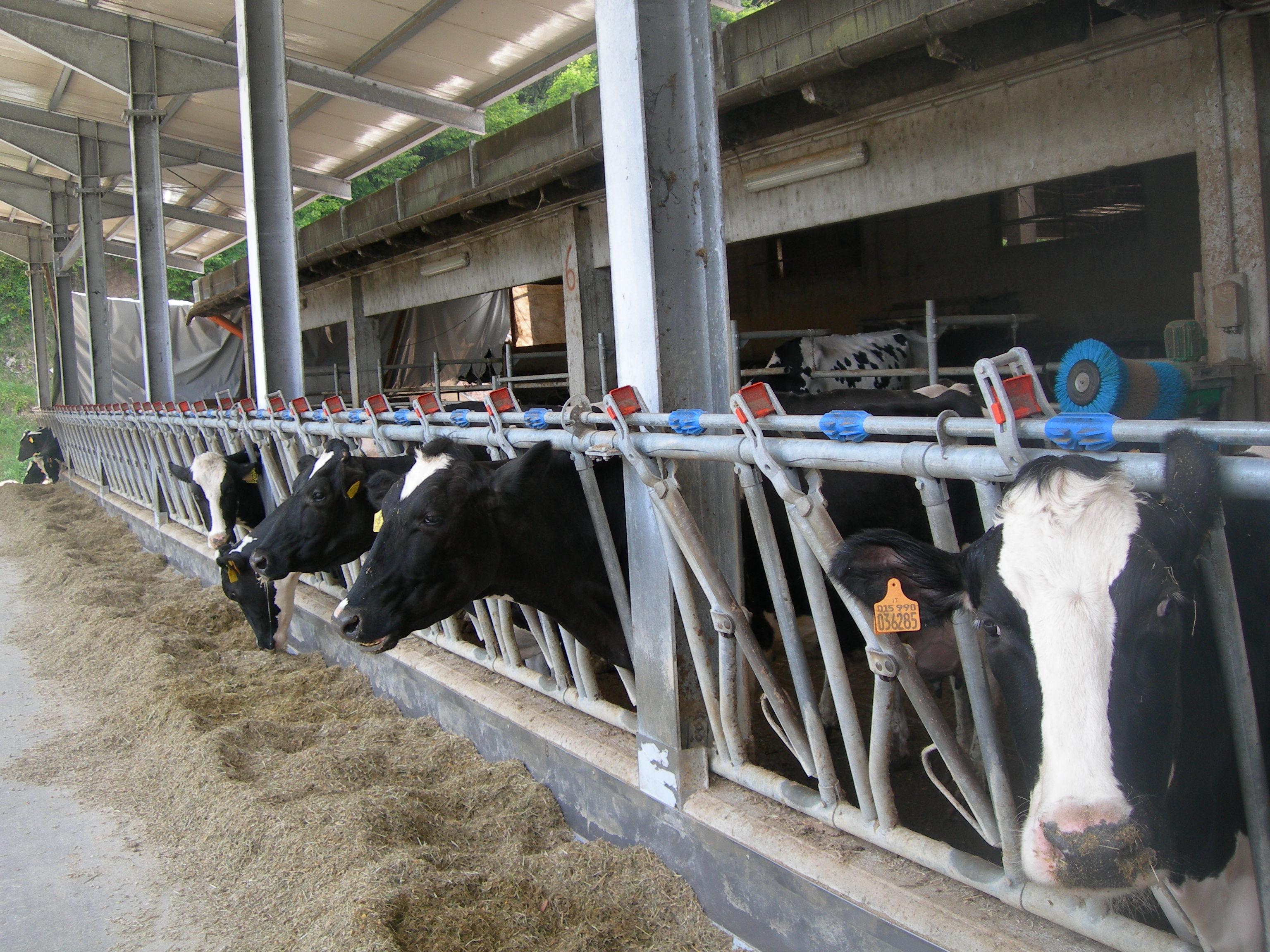 nutrizione animale
